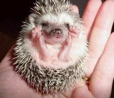 Baby Hedgehog